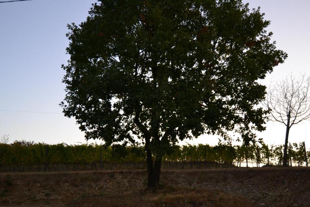 Agriturismo Costa Dei Platani Acqui Terme Ngoại thất bức ảnh